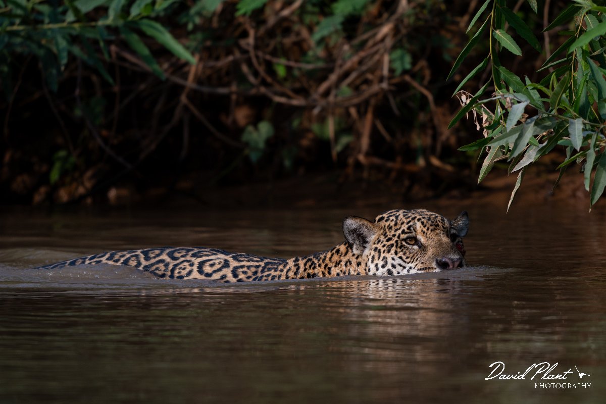 DPPhotography - Pantanal - Jaguar - BX.jpg - Jaguar, Panthera onca, Tina - Rio São Lourenço, Pantanal, Brazil
