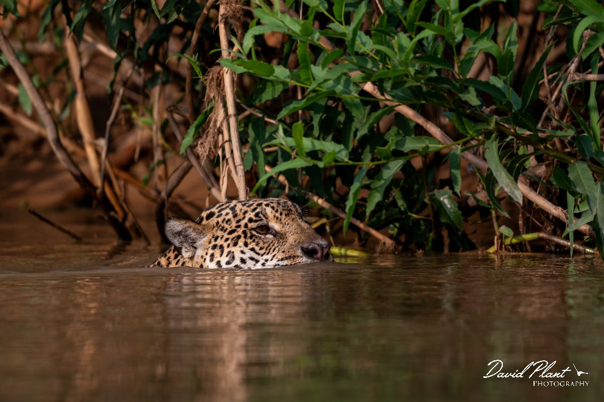 DPPhotography - Pantanal - Jaguar - BY.jpg - Jaguar, Panthera onca, Tina - Rio São Lourenço, Pantanal, Brazil