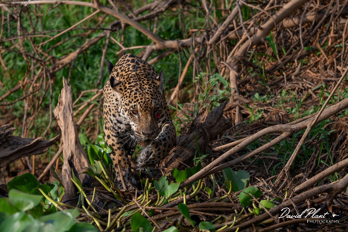 DPPhotography - Pantanal - Jaguar - BZ.jpg - Jaguar, Panthera onca, Tina - Rio São Lourenço, Pantanal, Brazil
