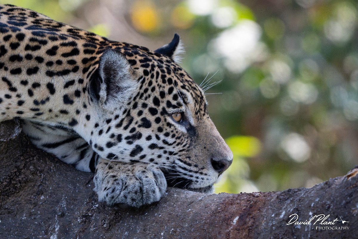 DPPhotography - Pantanal - Jaguar - C.jpg - Jaguar, Panthera onca, Amber - Rio São Lourenço, Pantanal, Brazil