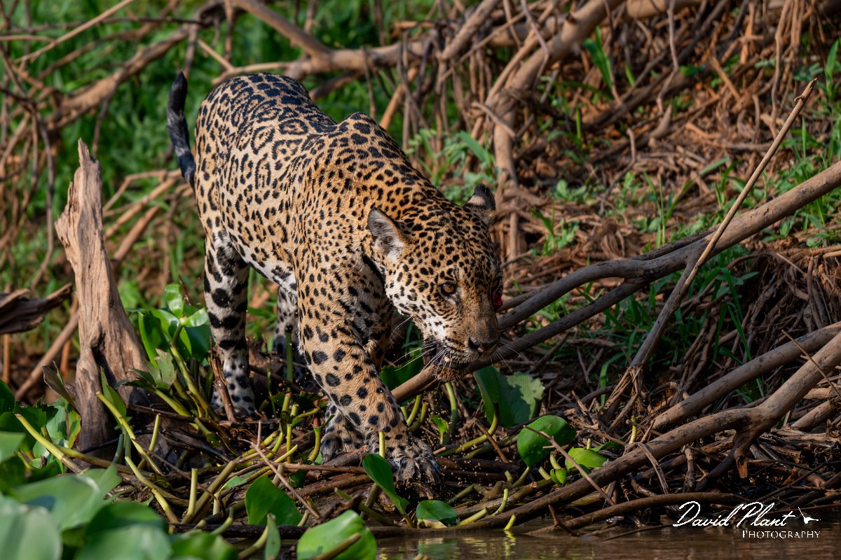 DPPhotography - Pantanal - Jaguar - CA.jpg - Jaguar, Panthera onca, Tina - Rio São Lourenço, Pantanal, Brazil