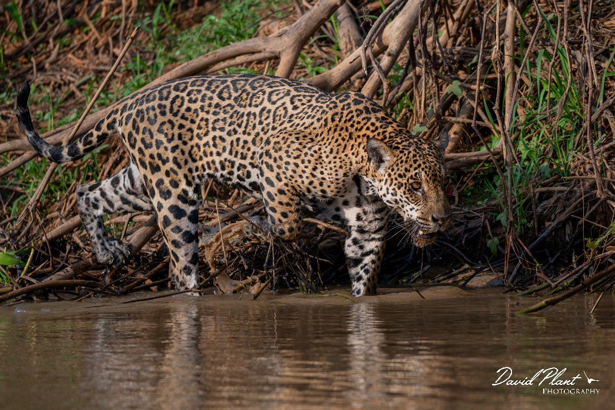 DPPhotography - Pantanal - Jaguar - CB.jpg - Jaguar, Panthera onca, Tina - Rio São Lourenço, Pantanal, Brazil
