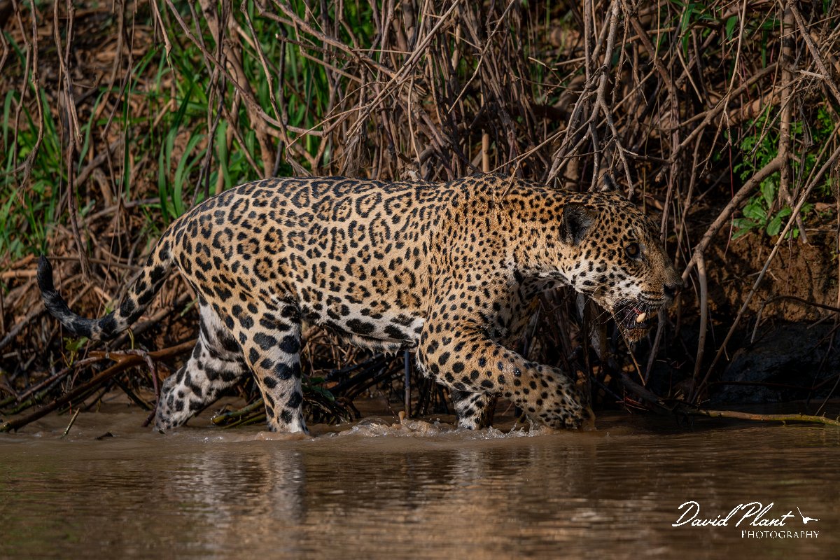DPPhotography - Pantanal - Jaguar - CC.jpg - Jaguar, Panthera onca, Tina - Rio São Lourenço, Pantanal, Brazil