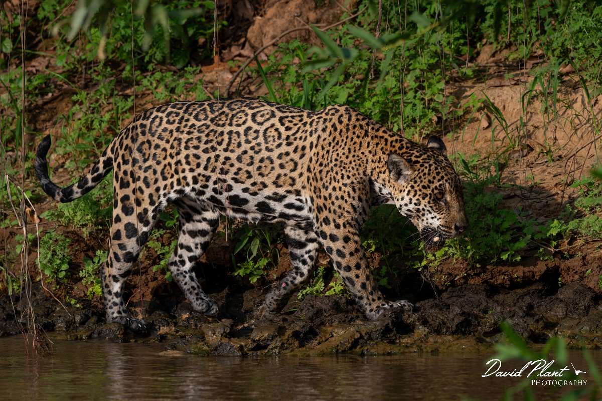 DPPhotography - Pantanal - Jaguar - CD.jpg - Jaguar, Panthera onca, Tina - Rio São Lourenço, Pantanal, Brazil