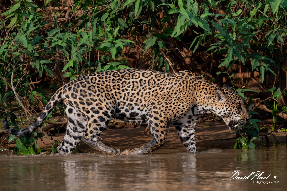 DPPhotography - Pantanal - Jaguar - CE.jpg - Jaguar, Panthera onca, Tina - Rio São Lourenço, Pantanal, Brazil