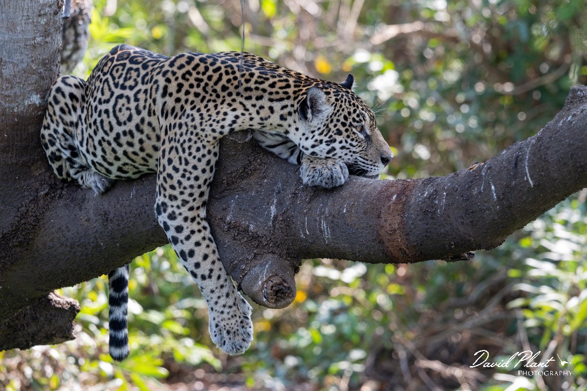 DPPhotography - Pantanal - Jaguar - D.jpg - Jaguar, Panthera onca, Amber - Rio São Lourenço, Pantanal, Brazil