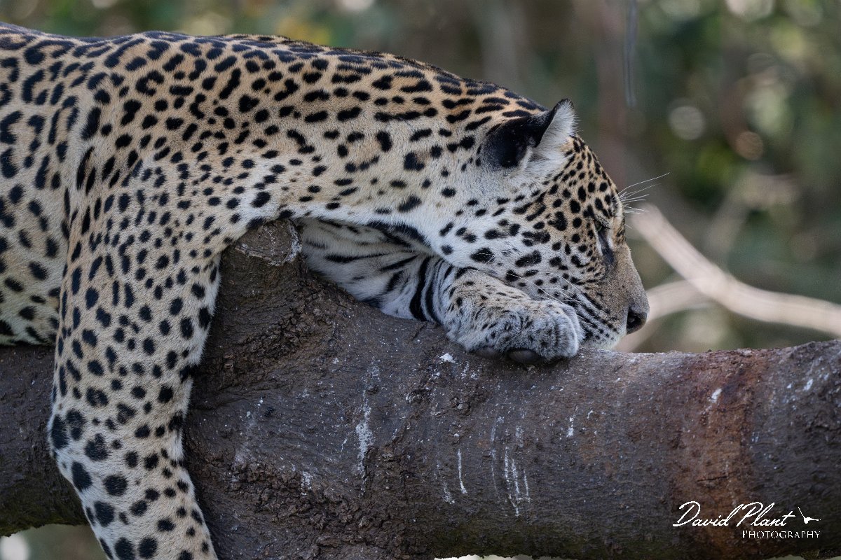 DPPhotography - Pantanal - Jaguar - E.jpg - Jaguar, Panthera onca, Amber - Rio São Lourenço, Pantanal, Brazil