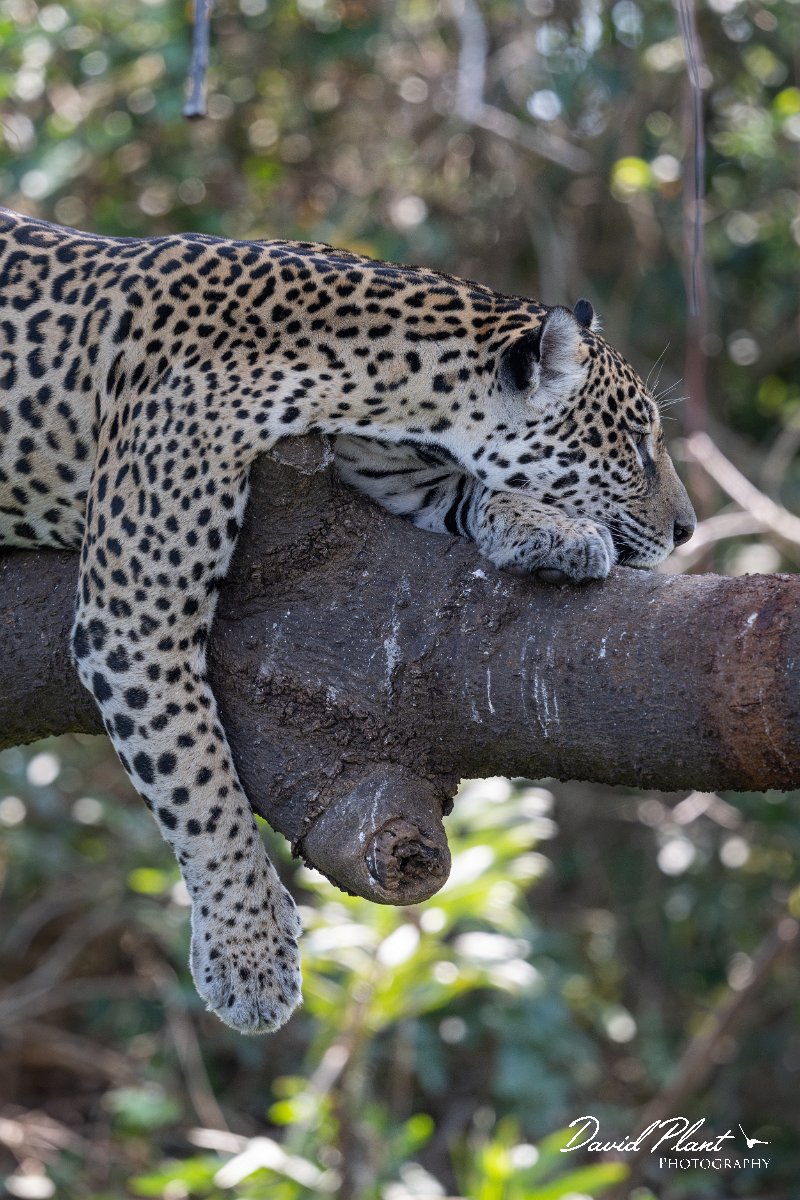 DPPhotography - Pantanal - Jaguar - F.jpg - Jaguar, Panthera onca, Amber - Rio São Lourenço, Pantanal, Brazil