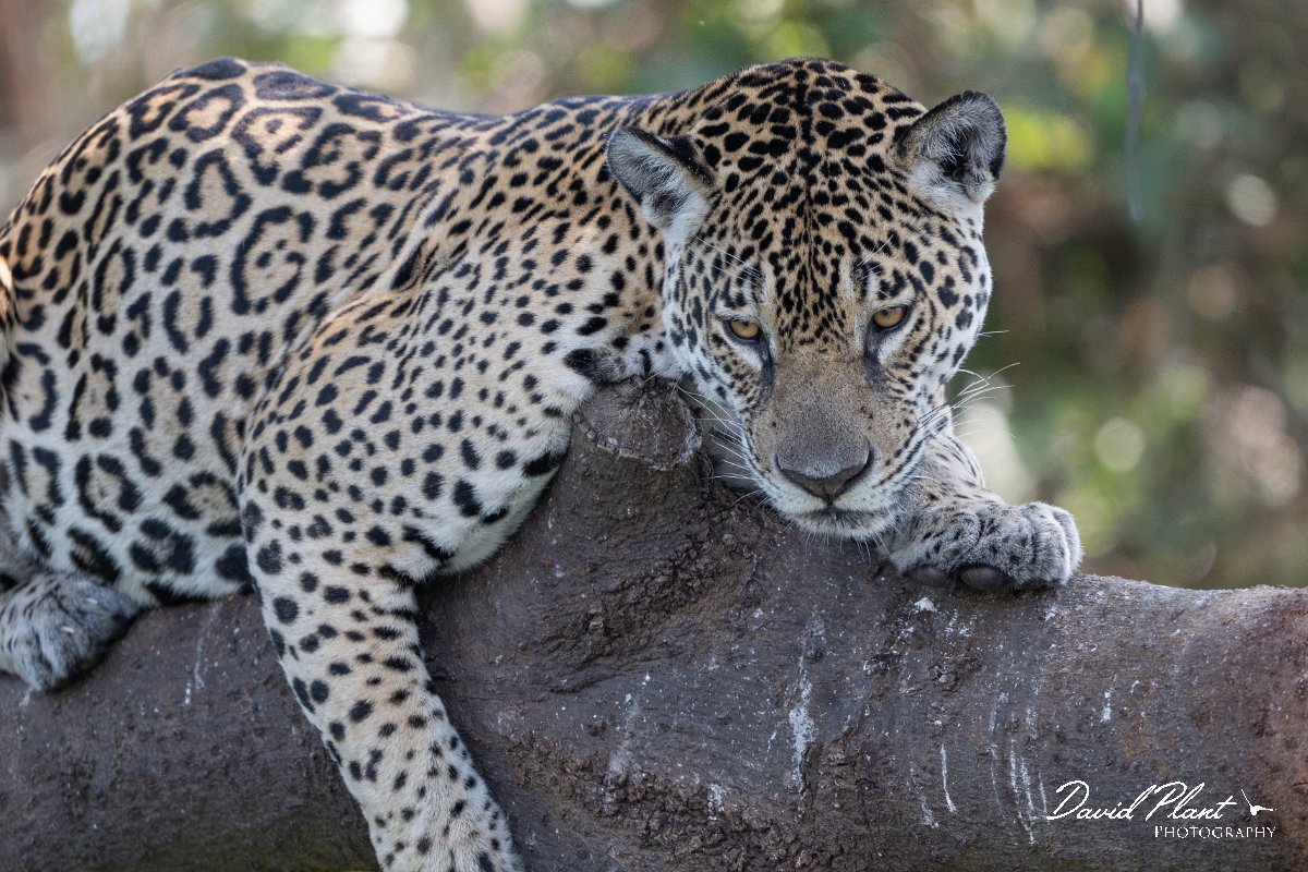 DPPhotography - Pantanal - Jaguar - G.jpg - Jaguar, Panthera onca, Amber - Rio São Lourenço, Pantanal, Brazil