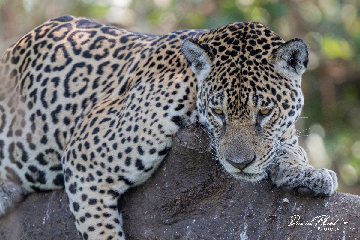 DPPhotography - Pantanal - Jaguar - H.jpg - Jaguar, Panthera onca, Amber - Rio São Lourenço, Pantanal, Brazil