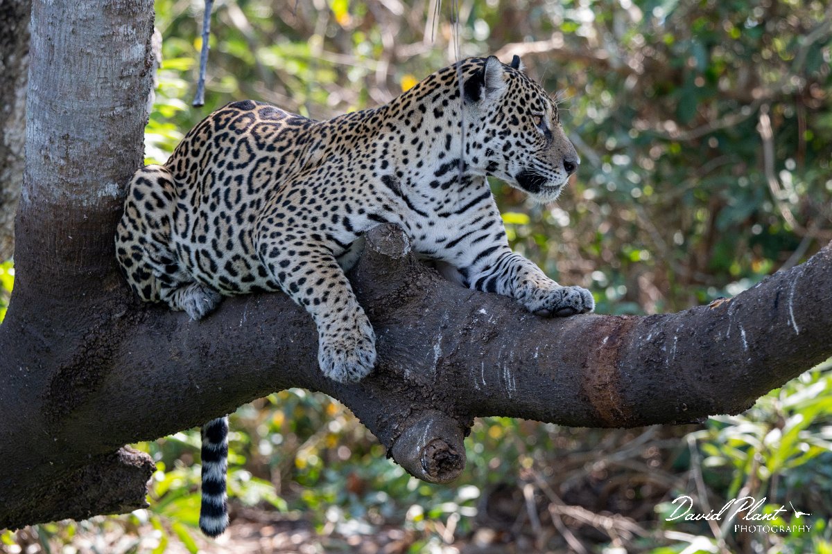 DPPhotography - Pantanal - Jaguar - I.jpg - Jaguar, Panthera onca, Amber - Rio São Lourenço, Pantanal, Brazil