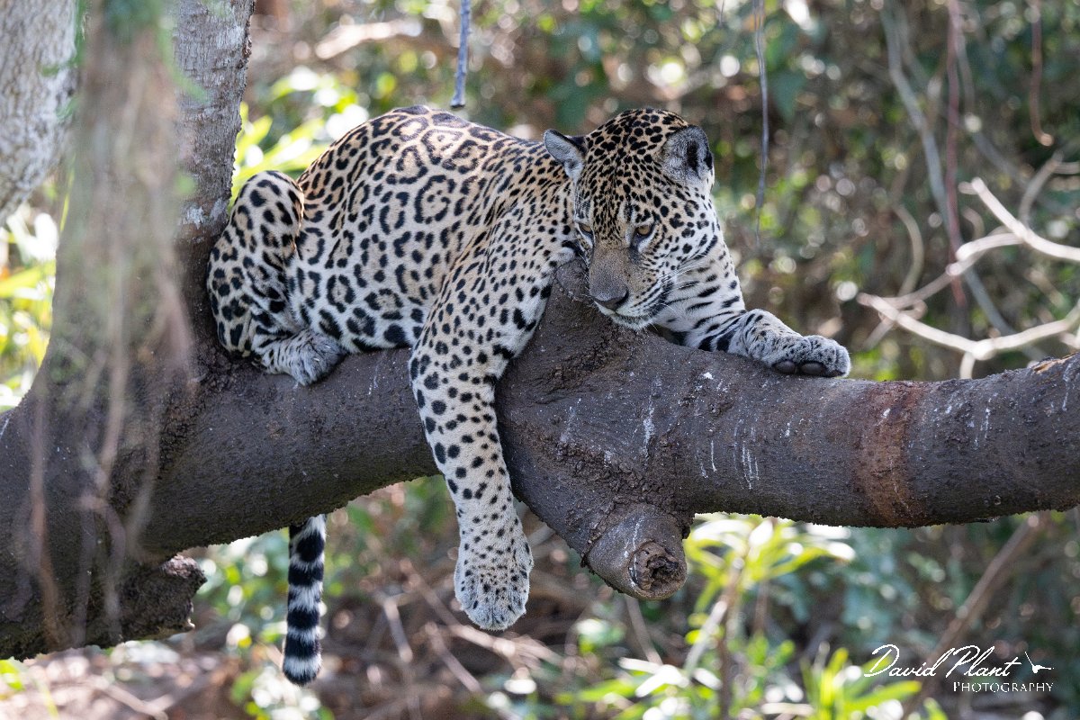 DPPhotography - Pantanal - Jaguar - J.jpg - Jaguar, Panthera onca, Amber - Rio São Lourenço, Pantanal, Brazil