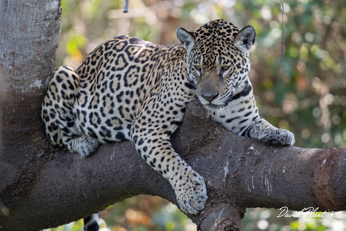 DPPhotography - Pantanal - Jaguar - L.jpg - Jaguar, Panthera onca, Amber - Rio São Lourenço, Pantanal, Brazil