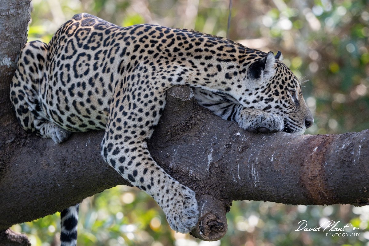 DPPhotography - Pantanal - Jaguar - O.jpg - Jaguar, Panthera onca, Amber - Rio São Lourenço, Pantanal, Brazil