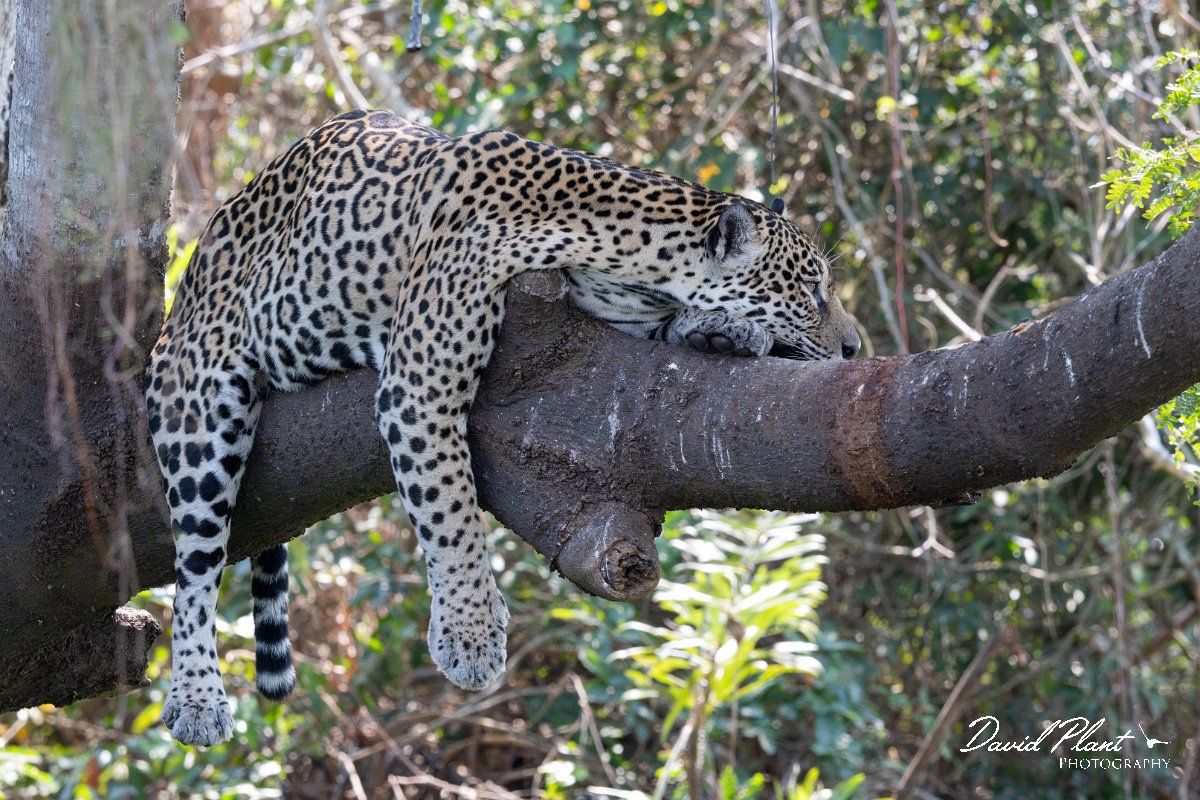 DPPhotography - Pantanal - Jaguar - P.jpg - Jaguar, Panthera onca, Amber - Rio São Lourenço, Pantanal, Brazil