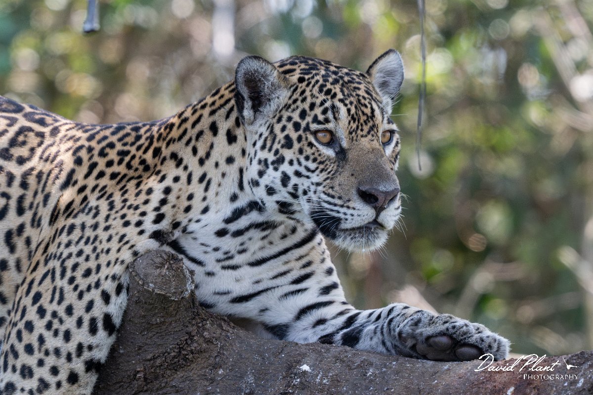 DPPhotography - Pantanal - Jaguar - T.jpg - Jaguar, Panthera onca, Amber - Rio São Lourenço, Pantanal, Brazil