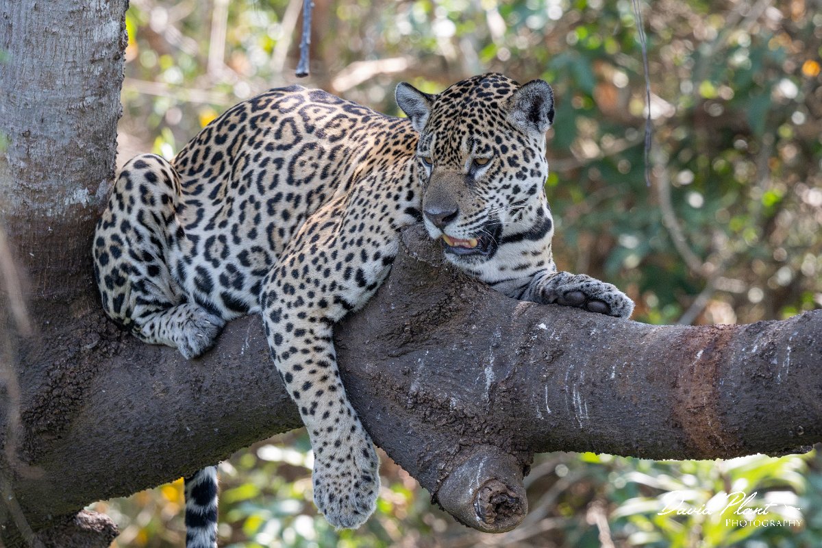 DPPhotography - Pantanal - Jaguar - U.jpg - Jaguar, Panthera onca, Amber - Rio São Lourenço, Pantanal, Brazil