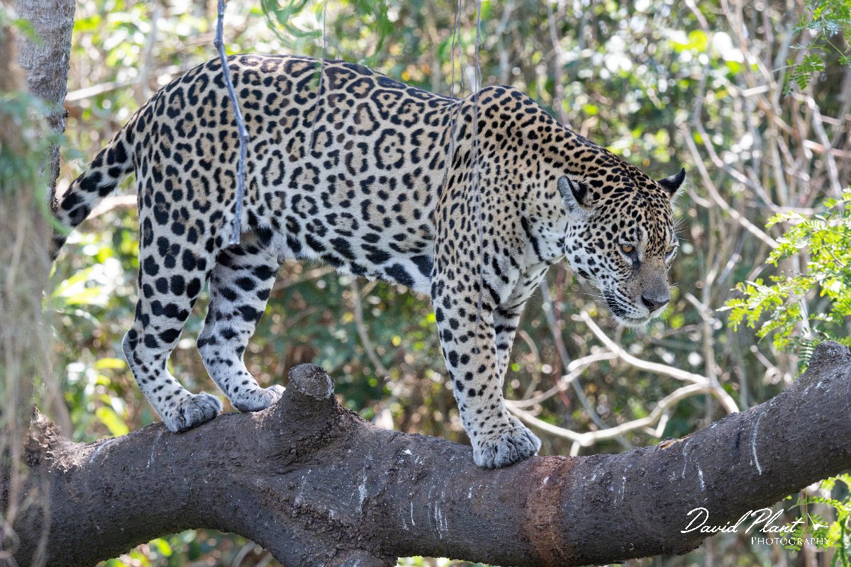 DPPhotography - Pantanal - Jaguar - X.jpg - Jaguar, Panthera onca, Amber - Rio São Lourenço, Pantanal, Brazil