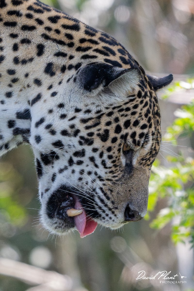 DPPhotography - Pantanal - Jaguar - Y.jpg - Jaguar, Panthera onca, Amber - Rio São Lourenço, Pantanal, Brazil
