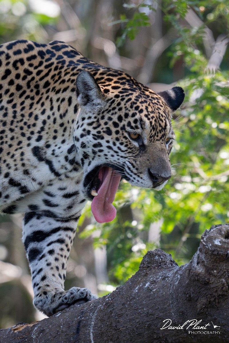 DPPhotography - Pantanal - Jaguar - Z.jpg - Jaguar, Panthera onca, Amber - Rio São Lourenço, Pantanal, Brazil
