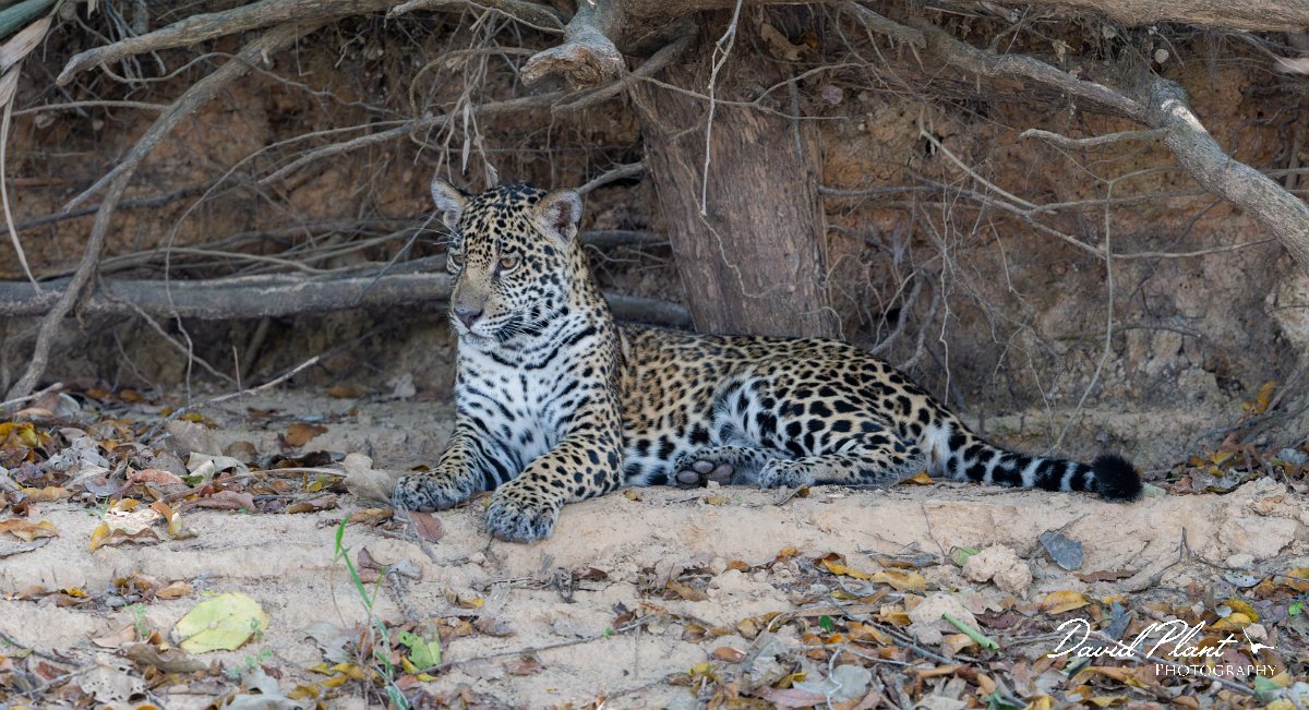_NZ83310-Enhanced-NR Panorama.jpg - Jaguar, Panthera onca, Junior or Lucy - RIo Piquiri, Pantanal, Brazil