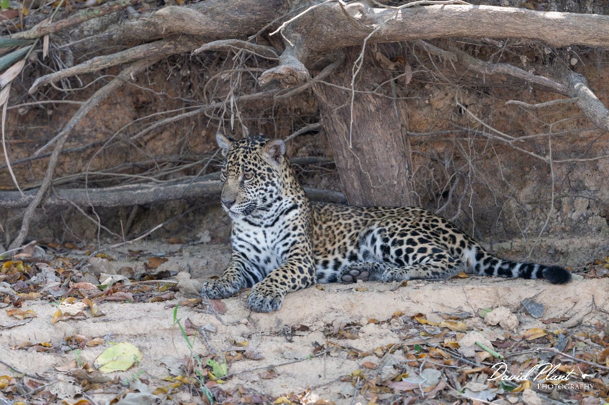 _NZ83348-Enhanced-NR Panorama.jpg - Jaguar, Panthera onca, Junior or Lucy - RIo Piquiri, Pantanal, Brazil