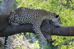 DPPhotography - Pantanal - Jaguar - A