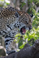 DPPhotography - Pantanal - Jaguar - AA