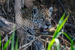 DPPhotography - Pantanal - Jaguar - AB
