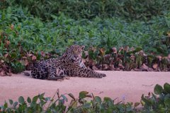DPPhotography - Pantanal - Jaguar - AD