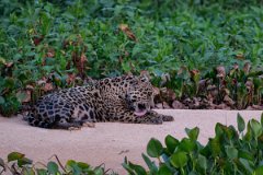 DPPhotography - Pantanal - Jaguar - AE