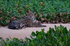 DPPhotography - Pantanal - Jaguar - AF