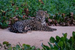 DPPhotography - Pantanal - Jaguar - AG