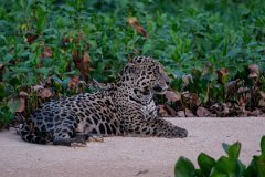 DPPhotography - Pantanal - Jaguar - AH