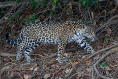 DPPhotography - Pantanal - Jaguar - AI