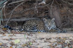 DPPhotography - Pantanal - Jaguar - AJ