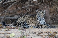 DPPhotography - Pantanal - Jaguar - AK