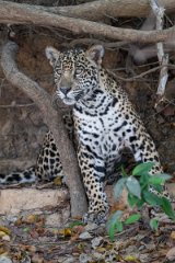 DPPhotography - Pantanal - Jaguar - AL