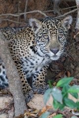 DPPhotography - Pantanal - Jaguar - AM