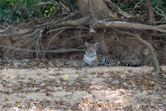 DPPhotography - Pantanal - Jaguar - AN
