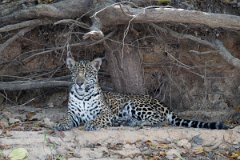 DPPhotography - Pantanal - Jaguar - AO