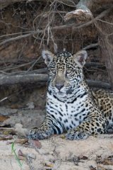 DPPhotography - Pantanal - Jaguar - AP