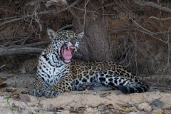DPPhotography - Pantanal - Jaguar - AQ