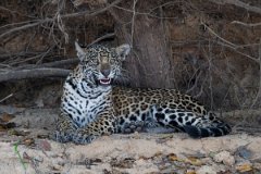 DPPhotography - Pantanal - Jaguar - AR