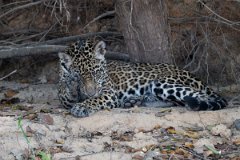 DPPhotography - Pantanal - Jaguar - AS