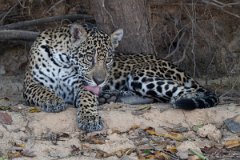 DPPhotography - Pantanal - Jaguar - AT