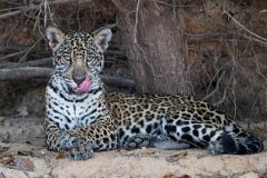 DPPhotography - Pantanal - Jaguar - AU
