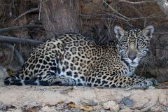 DPPhotography - Pantanal - Jaguar - AV
