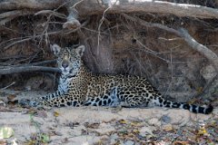 DPPhotography - Pantanal - Jaguar - AW