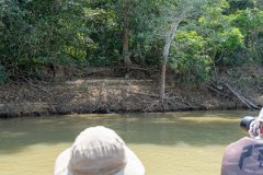 DPPhotography - Pantanal - Jaguar - AY